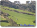 paisaje de cerros y vacas en los lindes de ferrerias muestra una menorca rural y agricola