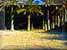 Calan Blanes y su particular bosque de plameras justo al final del arenal de la la peque�a playa 